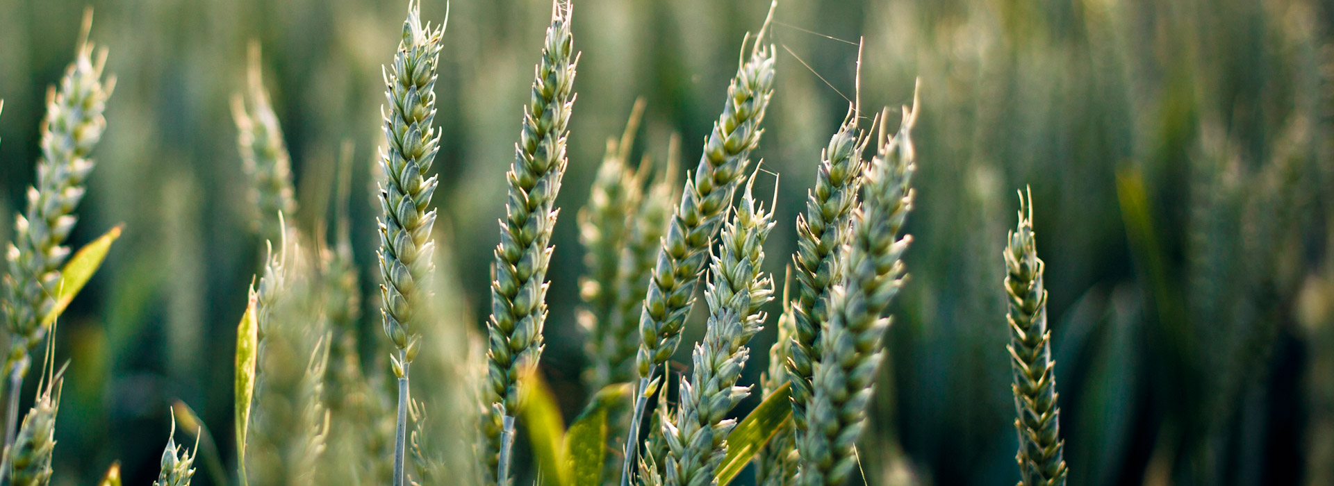 在线短信轰炸软件